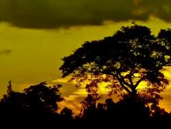 MS T/L View of acacia sunset / Kilimanjaro, Kenia Stock Footage