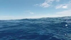Underwater shots of whales off the coast of Isla del Meridiano in the Canary Islands News Clip