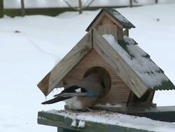 MS Bird  house in winter  /  Kastel-Staadt, Rhineland-Palatinate, Germany  Stock Footage
