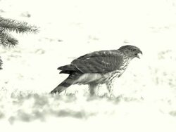Hawk Eats Pigeon HD 1920x1080 Stock Footage