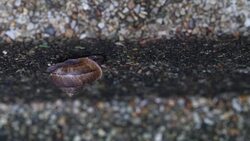 Snail walking on the old cement floor. Stock Footage