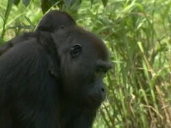  CU Western Lowland Gorilla with baby on back eating roots of leaves / Dzangha-Sangha National Park, Central African Republic Stock Footage