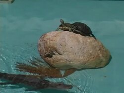 Two Turtles Watching a Caiman Swim By Stock Footage