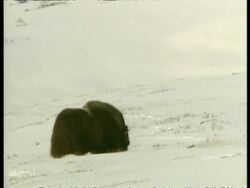 WA pair of male Musk Oxen, Ovibos moschatus, rutting, Arctic Circle Stock Footage