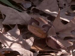 Close Up Zoom Out - Zoom out from snake camouflaged in pile of dry leaves /  Stock Footage