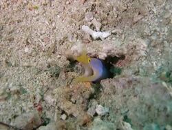 Ribbon moray hides in the hole Stock Footage
