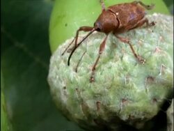 MCU High angle, Acorn Weevil (Cucurlio) sticks long snout into hole, UK Stock Footage
