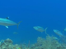Barracuda, Sphyraenidae, Bahamas  Stock Footage