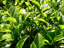 Tea leaves Stock Footage