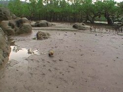 Hermit crab in mangrove forest Stock Footage