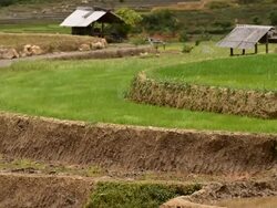 terraced rice field in Tule Village Stock Footage