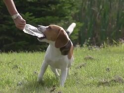 MS TS SLO MO Shot of Beagle dog, young playing with Plastic Bottle of Water / Calvados, Normandy, France Stock Footage