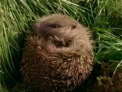 CU Western European Hedgehog (Erinaceus europaeus) curled up on back, uncurls and walks off Stock Footage