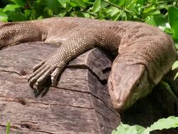 Monitor Lizard Stock Footage