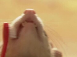 Close Up hand-held - A pet owner tries to brush the teeth of a ferret. Stock Footage