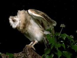 MS SLO MO Shot of Barn Owl (tyto alba) Head Shaking and cleaning it self / Vieux Pont en Auge, Normandy, France  Stock Footage