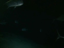 Giant Trevallies (Caranx ignobilis) swimming at night, profile, Vaavu Atoll, The Maldives Stock Footage