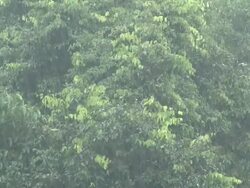Rain in jungle, Maliau Basin, Sabah, Borneo Stock Footage