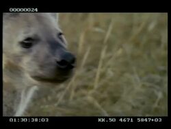 CU Hyenas head, looking sleepy, stands, turns and walks away from camera Stock Footage