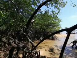 Mangrove forest Stock Footage