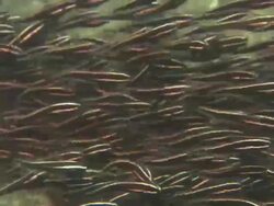Catfish, Juvenile, organized school, medium close up, Indonesia  Stock Footage