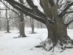 Winter Scenic Stock Footage