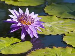 Purple Water Lily Flowers Stock Footage