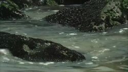Waves wash over algae-covered rocks. Stock Footage