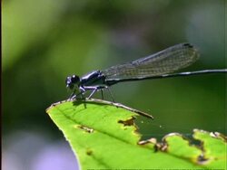 Damselfly, CU damselfly on damaged leaf, flies off, Panama Stock Footage