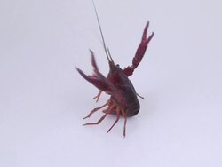 European freshwater crayfish Stock Footage