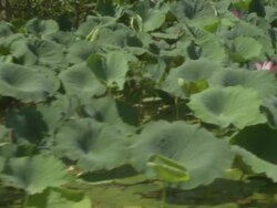 Giant water lillies on South Alligator River, Kakadu National Park, NT, Australia Stock Footage
