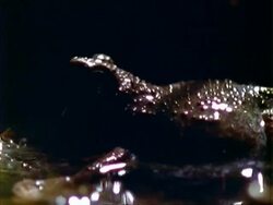 Frog, CU brown frog in shallow water, calling, blows up vocal sac.  Panama. Stock Footage