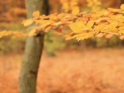 HD DOLLY: Autumn Forest Stock Footage