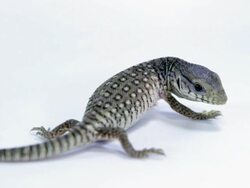 Desert Monitor Stock Footage