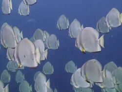Shoal of Batfish Stock Footage