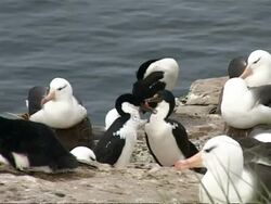 MS 2 shags mutual grooming, group of albatross with 3 Imperial Shags resting on coastal rocks, sea water background, Falkland Islands Stock Footage
