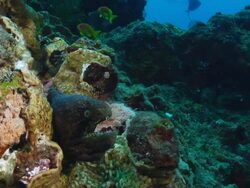  / Sodwana Bay, KwaZulu Natal, South AfricaMS Shot of Single blackcheek moray eel resting on reef and emerging briefly to observe Stock Footage