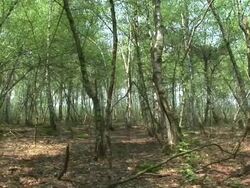 HD: Thin trees Stock Footage