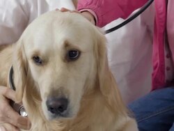 Girl Using Stethoscope On Her Dog Stock Footage