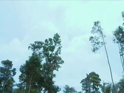 MS Shot of Tree falling down / Kota Marudu, Sabah, Malaysia   Stock Footage