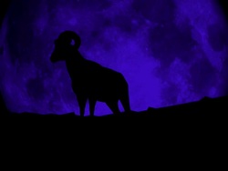 ram by the moon light - Blue Stock Footage