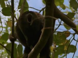 MS Low angle, Howler Monkey calling in tree, Panama Stock Footage