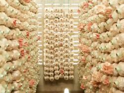 Mushroom farm Stock Footage