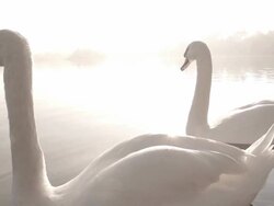Elegant Swans On A Misty Lake Stock Footage