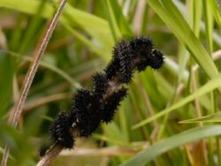 T/L Marsh Fritillary (Euphydryas aurinia) caterpillars on stalk, take 1, UK Stock Footage