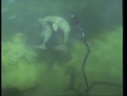 CU Boto, Inia geoffrensis, river dolphin swimming to surface, then diving underwater, Amazon, South America Stock Footage