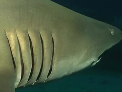 CU Shot of Ragged tooth shark swimming in rocky reef cave with gill slits open / Aliwal Shoal, Kwa Zulu Natal, South Africa Stock Footage