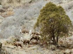 MS Shot of bighorn rams grazing on hillside / Golden, Colorado, United States Stock Footage