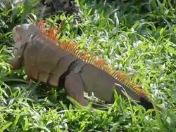iguana reptile climb tree Stock Footage