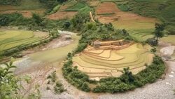 terraced rice field in Mu Chang Chai, Vietnam Stock Footage